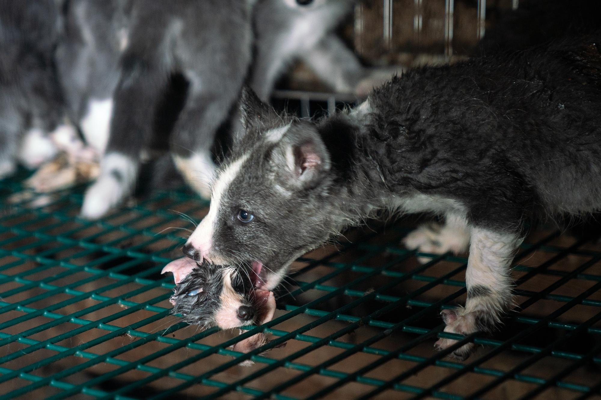 Investigación en granjas peleteras en Finlandia